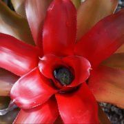Red Flower — Earthlife Products in Townsville, QLD
