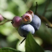 Blueberry  — Earthlife Products in Townsville, QLD
