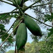 Papaya  — Earthlife Products in Townsville, QLD