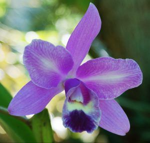 Orchids  — Earthlife Products in Townsville, QLD