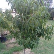 Tree — Earthlife Products in Townsville, QLD