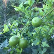 Green Tomatoes  — Earthlife Products in Townsville, QLD