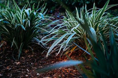 Plants — Earthlife Products in Townsville, QLD