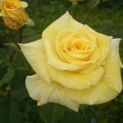 Yellow Flower — Earthlife Products in Townsville, QLD