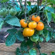 Tomato — Earthlife Products in Townsville, QLD