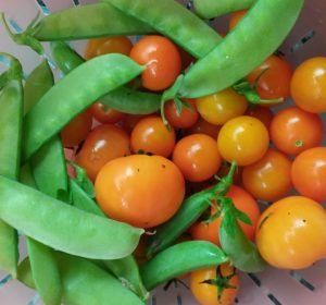 Tomato — Earthlife Products in Townsville, QLD