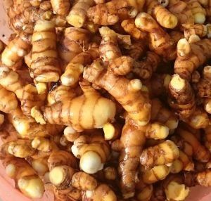 Ginger — Earthlife Products in Townsville, QLD