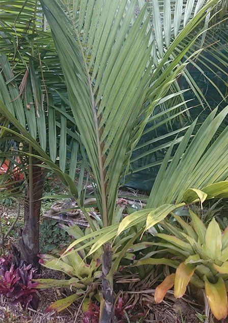 Growing garden plant — About Us in Jensen, QLD Growing garden plant — About Us in Jensen, QLD