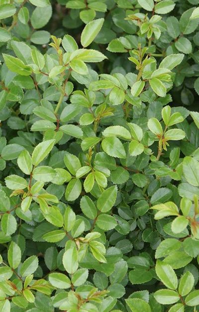 Leafy garden plant— Broadacre in Townsville, QLD