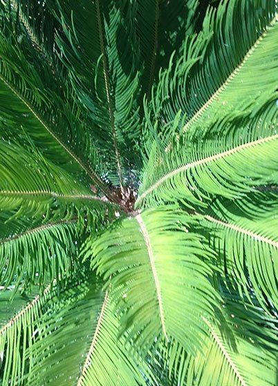 Well cared tree — Broadacre in Townsville, QLD