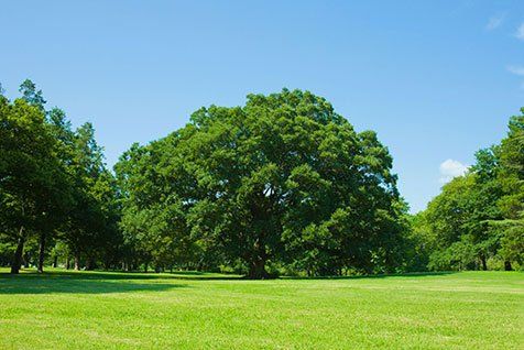 Tree in the middle of green field— Broadacre in Townsville, QLD