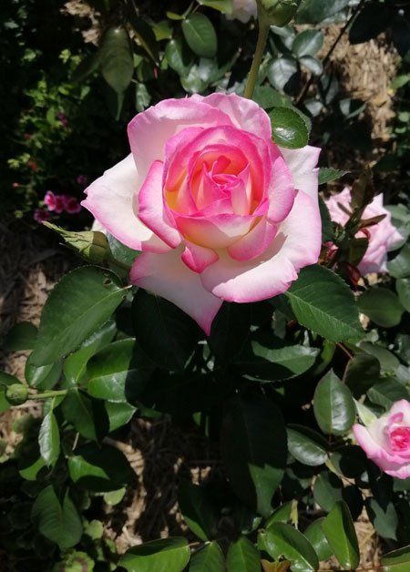 Beautiful pink flower — Plant Food in Townsville, QLD Beautiful pink flower — Plant Food in Townsville, QLD