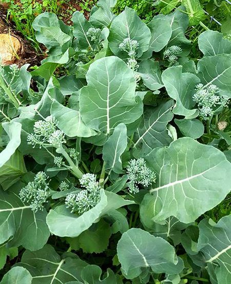 Green garden plant — Plant Food in Townsville, QLD Green garden plant — Plant Food in Townsville, QLD
