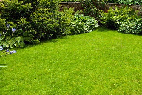 Backyard green garden — Plant Food in Townsville, QLD Backyard green garden — Plant Food in Townsville, QLD