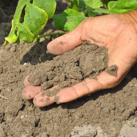 Man holding soil — Garden Care in Townsville, QLD