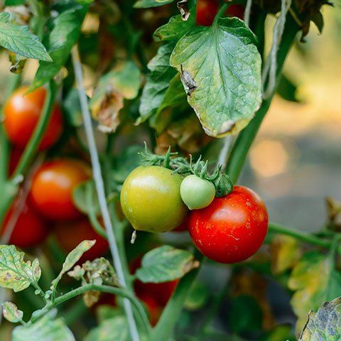 Almost ripe tomatos — Garden Care in Townsville, QLD