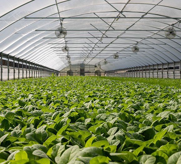 Plants inside green house — Earthlife Products in Townsville, QLD Plants inside green house — Earthlife Products in Townsville, QLD