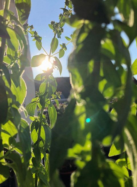 Plants under the sun — Earthlife Products in Townsville, QLD