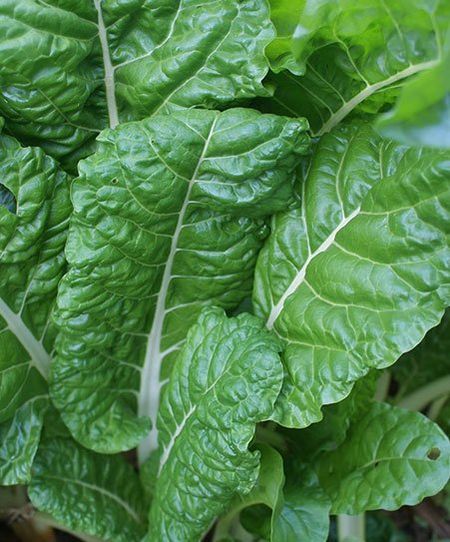 Healthy green vegetable — Soil Balance in Townsville, QLD Healthy green vegetable — Soil Balance in Townsville, QLD