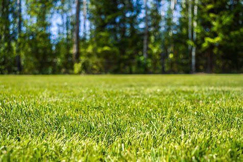 Closed up view of grass — Soil Balance in Townsville, QLD Closed up view of grass — Soil Balance in Townsville, QLD