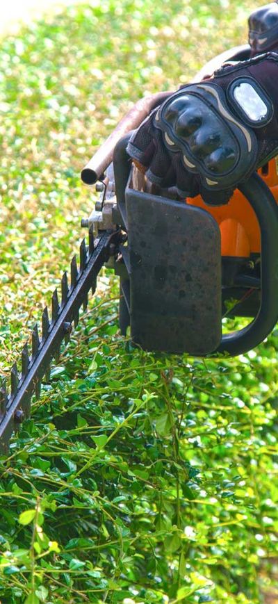 Cutting leaf using chain saw — Testimonials in Townsville, QLD Cutting leaf using chain saw — Testimonials in Townsville, QLD