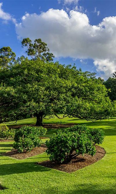 Bush and trees — Testimonials in Townsville, QLD Bush and trees — Testimonials in Townsville, QLD