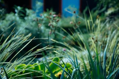 Green Plants — Earthlife Products in Townsville, QLD Green Plants — Earthlife Products in Townsville, QLD