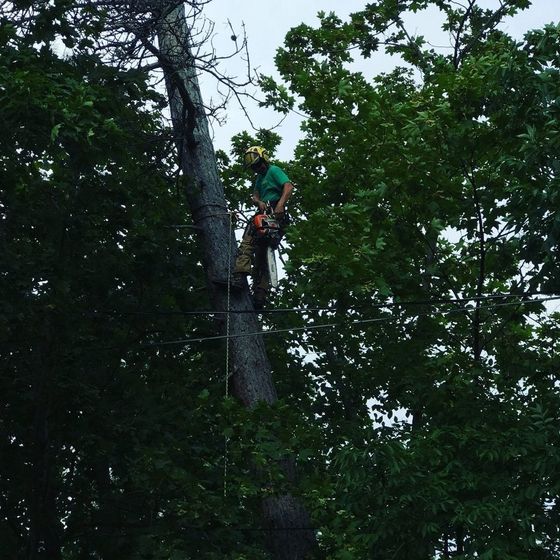 Arborist in green shirt and helmet, using a chainsaw to trim a tall tree.