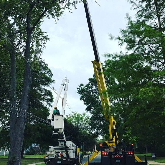 Two tree trimming trucks with raised booms cutting tree branches on a street. Green trees and cloudy sky.