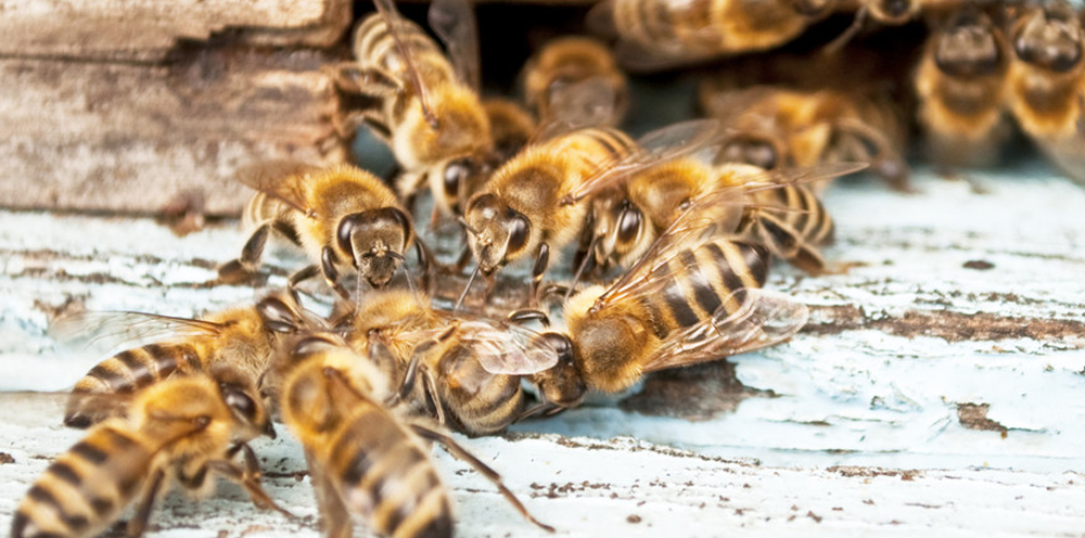 bees