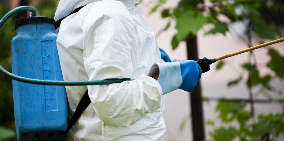 advice on pest control