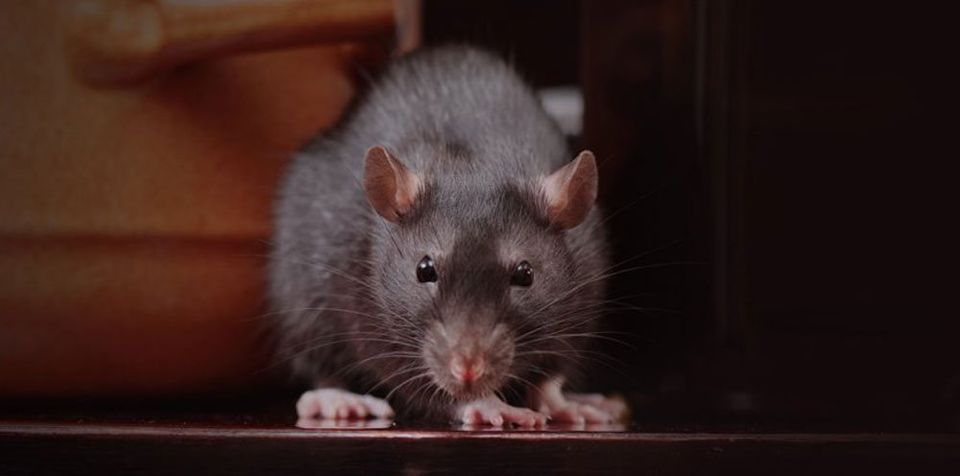 rodent