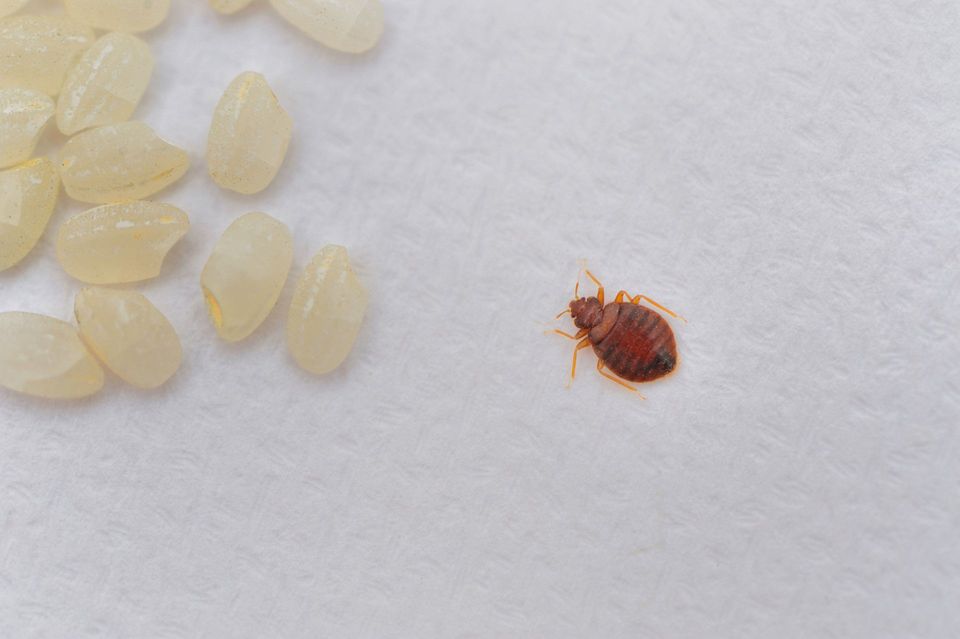 bed bug