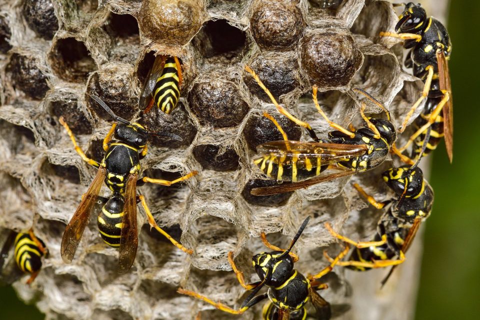 bees
