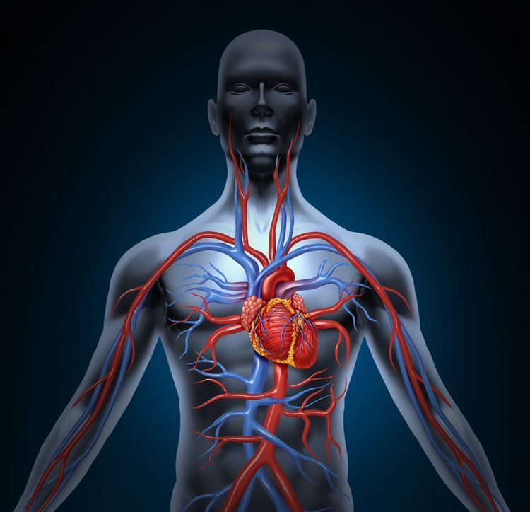 Cardiovascular — Miami, FL — Florida Heart Research Cardiovascular — Miami, FL — Florida Heart Research