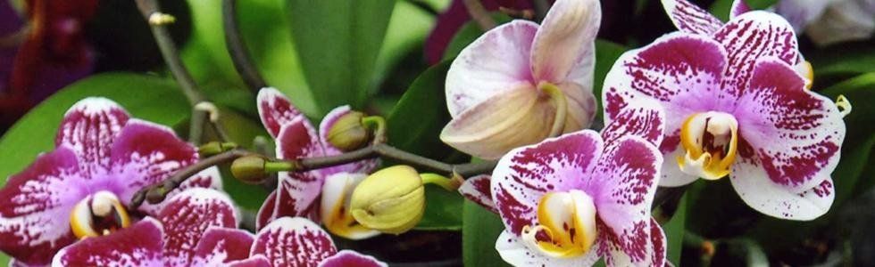 vivaio tonetto nevia orchidee vivaio tonetto nevia orchidee