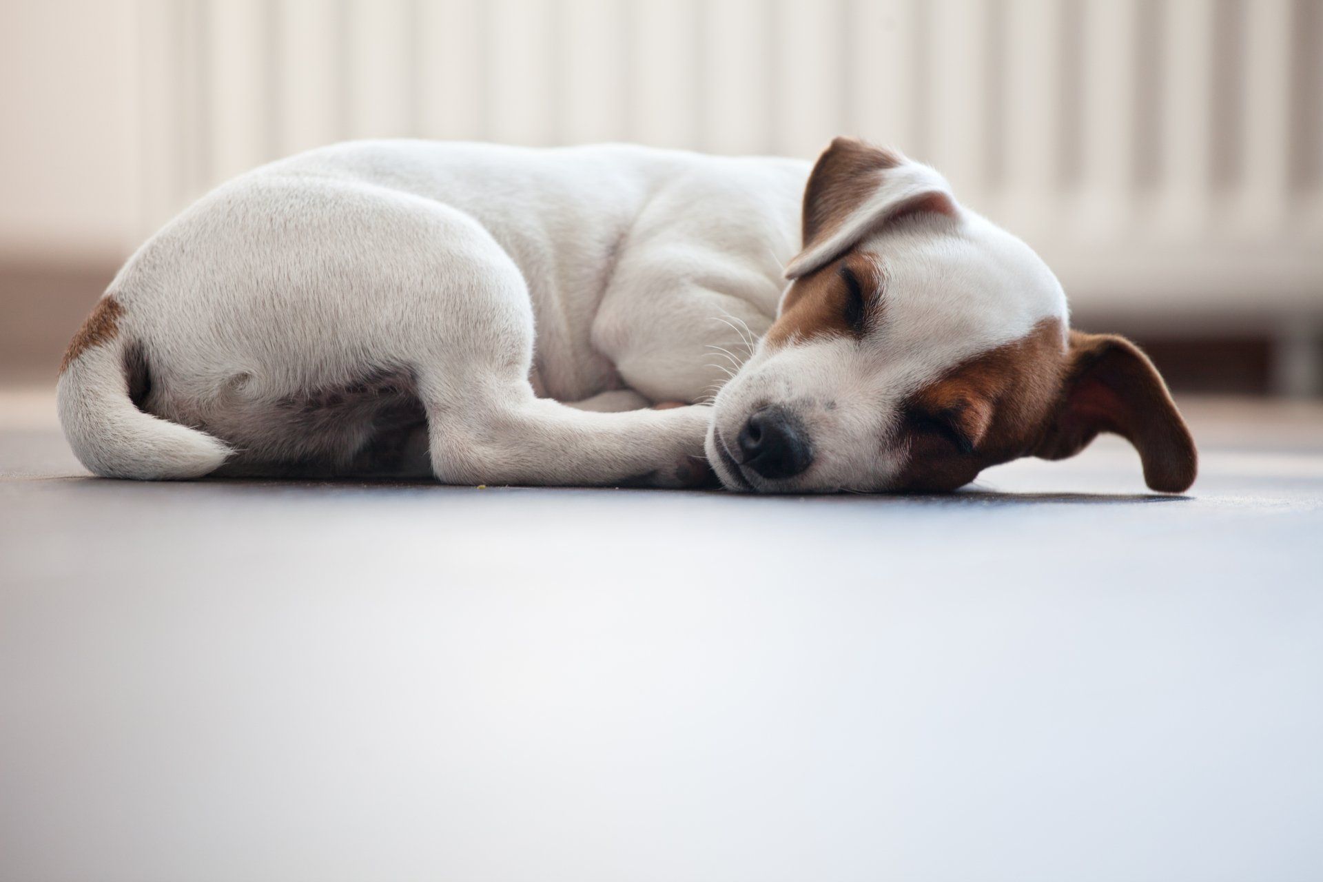 A small dog is sleeping on the floor by a warm radiator