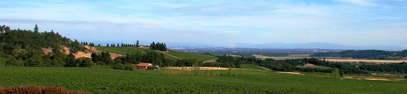 View from a Oregon vineyard.