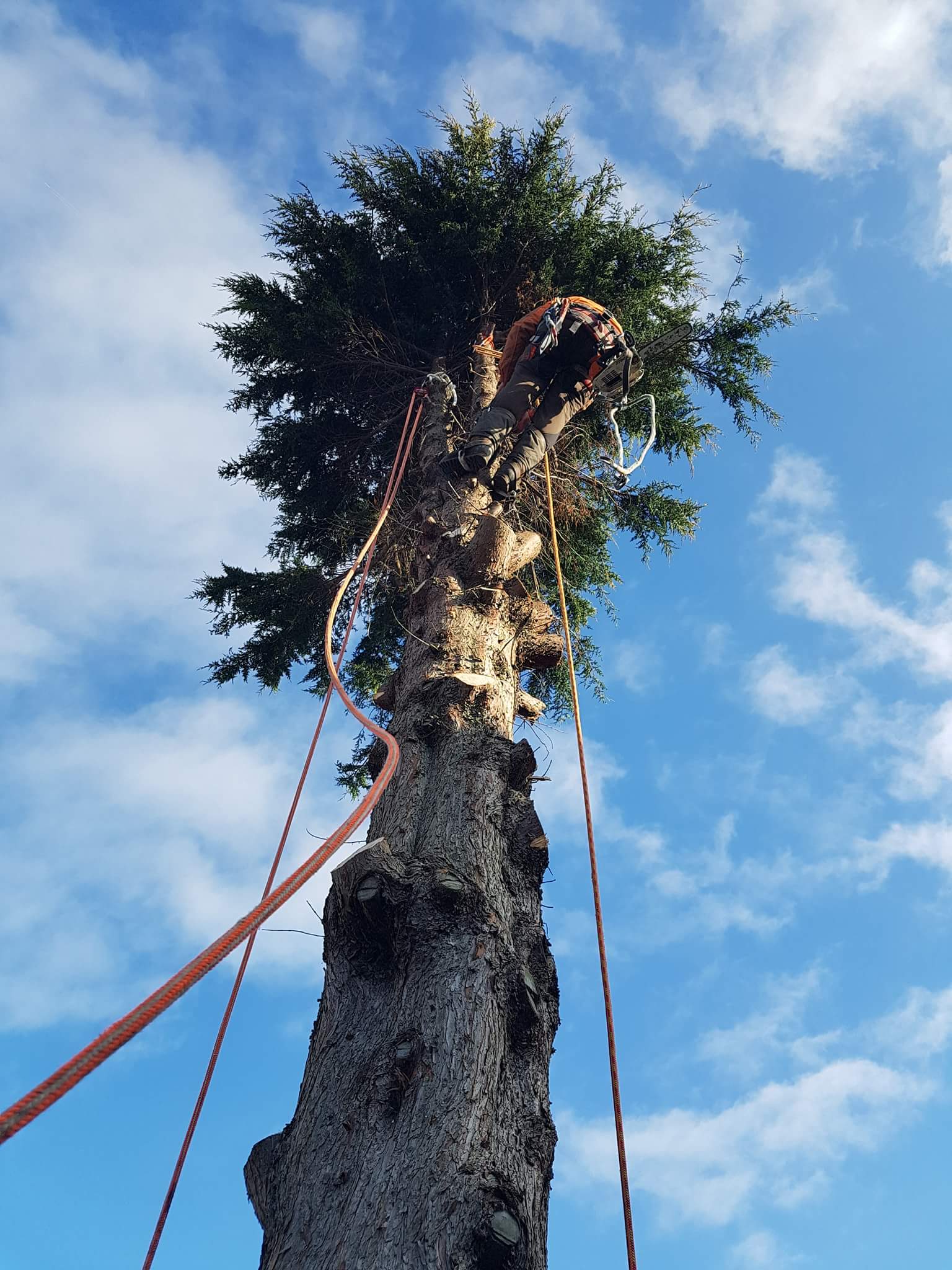Tree surgery