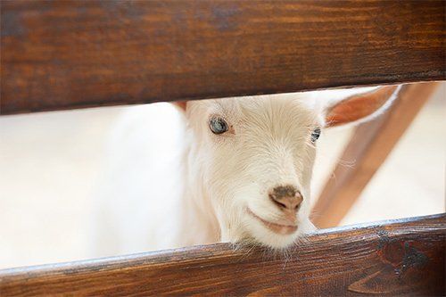 Goats Inside a Fence — Greenville, SC — Pioneer Fence in Greenville Goats Inside a Fence — Greenville, SC — Pioneer Fence in Greenville