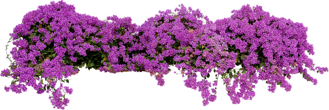 Landscaping Service — Shrub of Purple Bougainvillea in Buhl, ID Landscaping Service — Shrub of Purple Bougainvillea in Buhl, ID