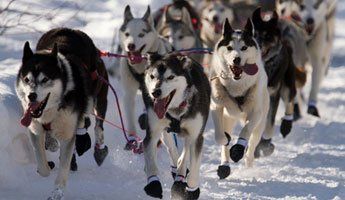 Sled Dogs Sled Dog Tours in Northern Vermont