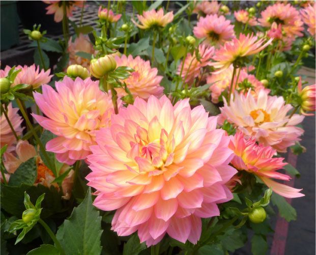 Des dahlias roses et jaunes en pleine floraison, avec un feuillage vert, dans un jardin.