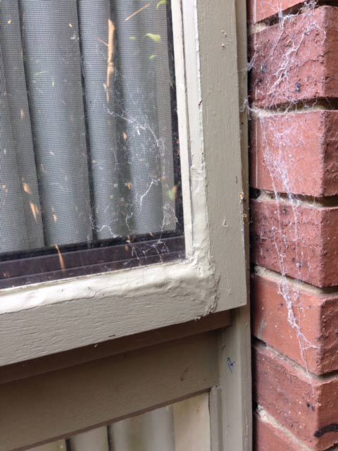 new form windows