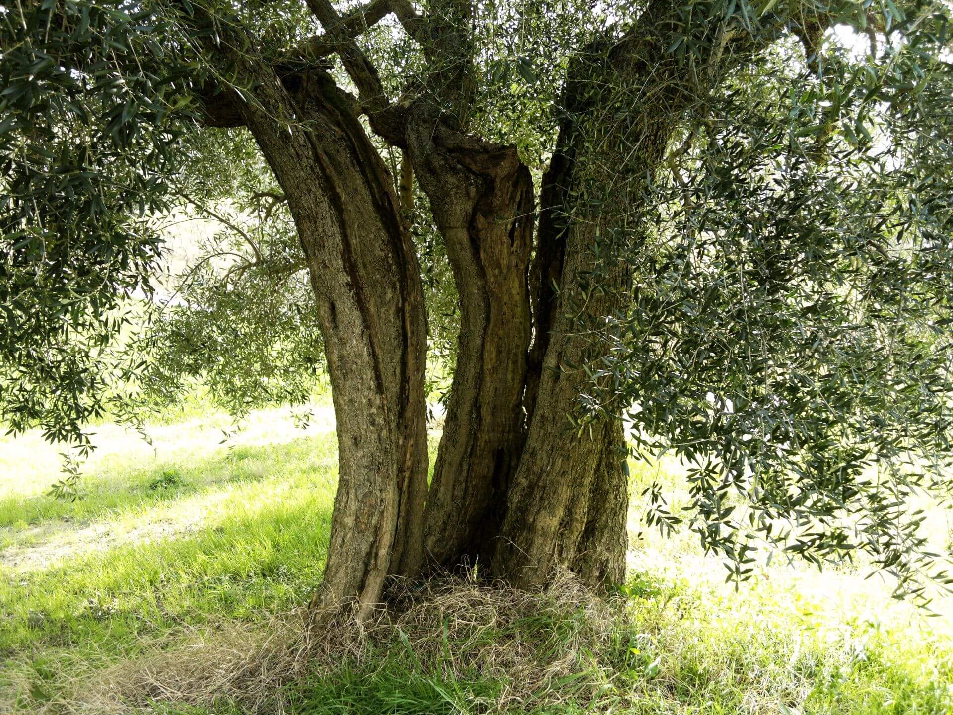 albero di ulivo
