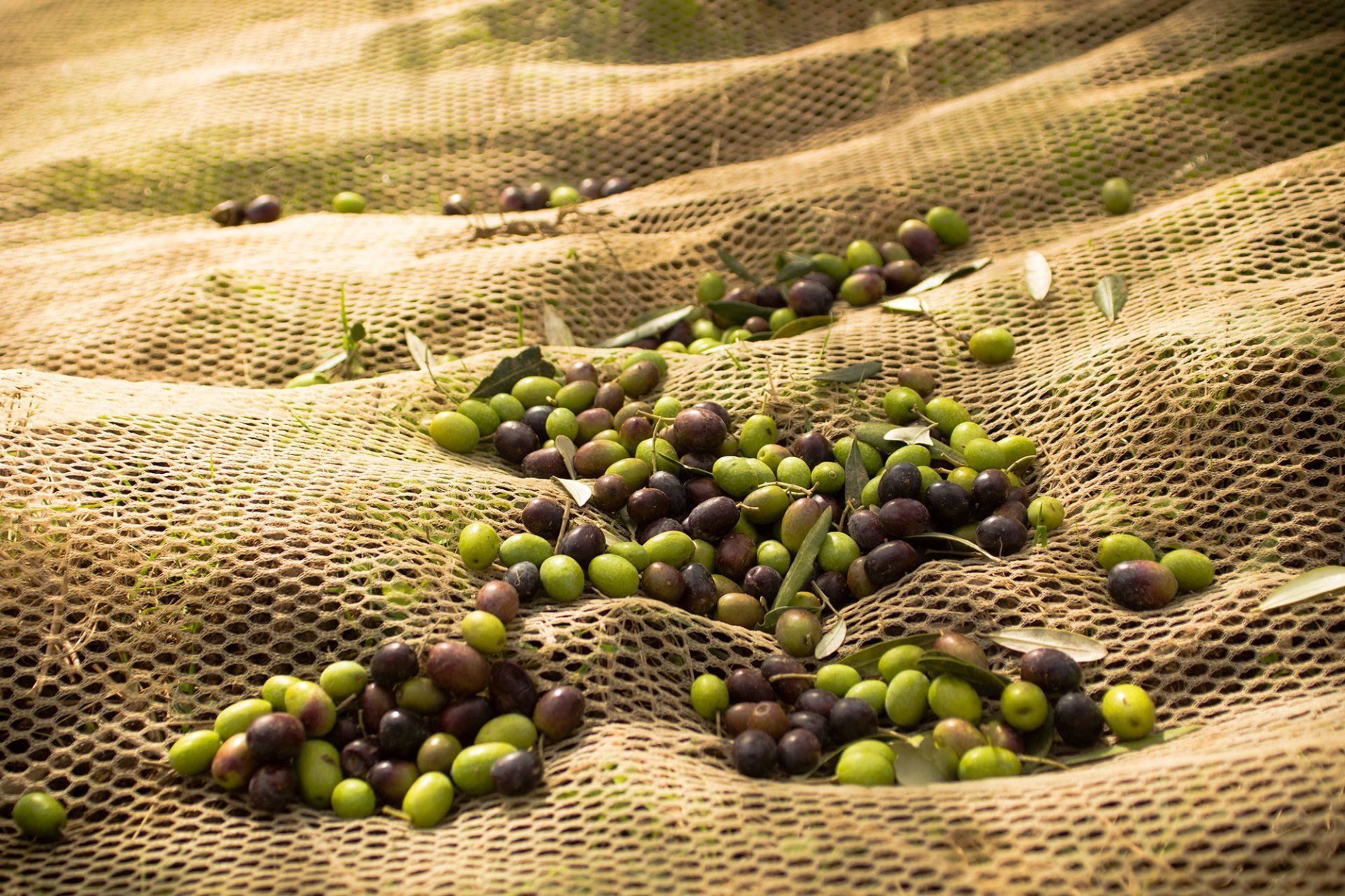 raccolta olive