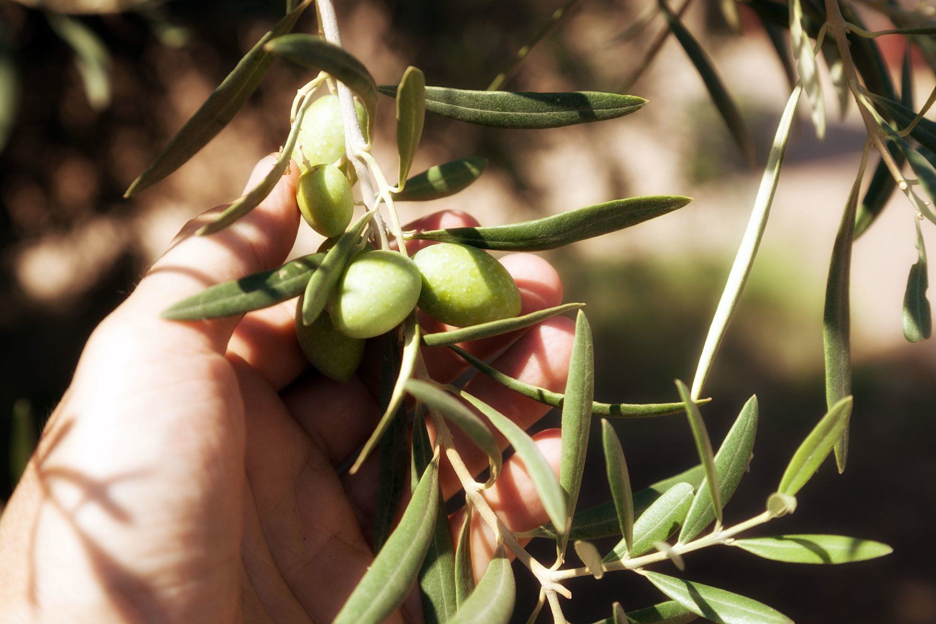 olive italiane