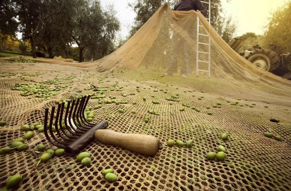 accurata raccolta delle olive