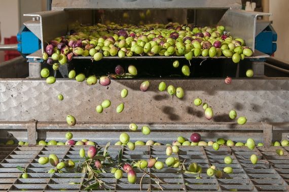 molitura delle olive