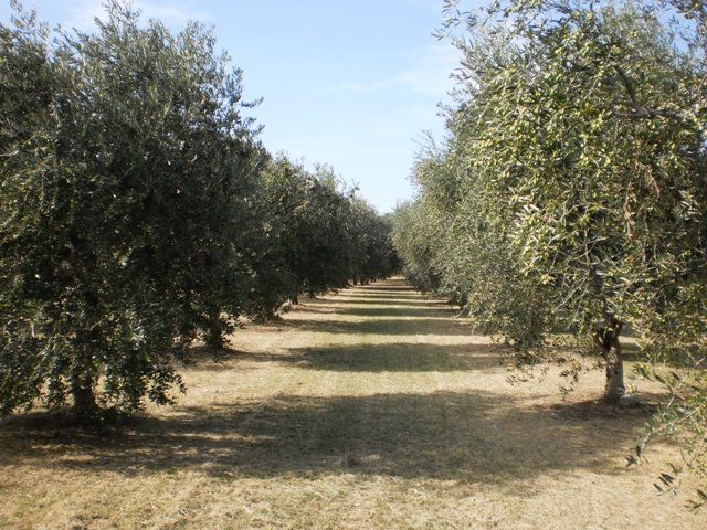 coltivazione delle olive
